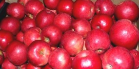  jabłka polskie