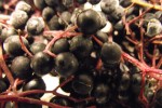  Czarny Bez  Sambucus nigra